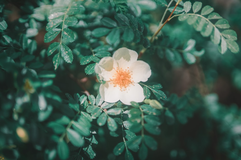 white flower with green leaves