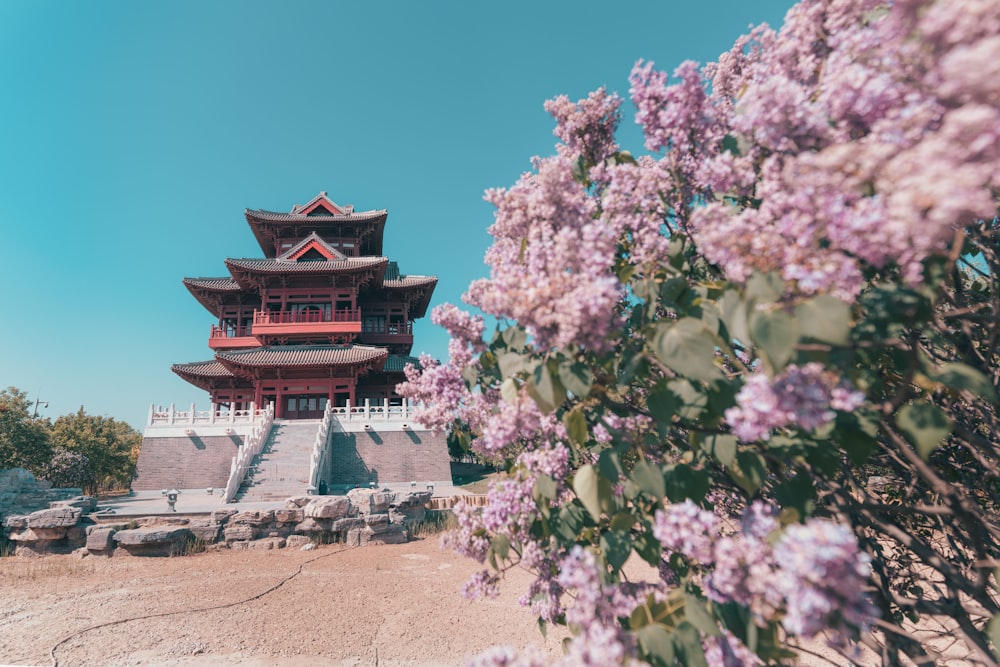 pink cherry blossom tree near red and white temple under blue sky during daytime