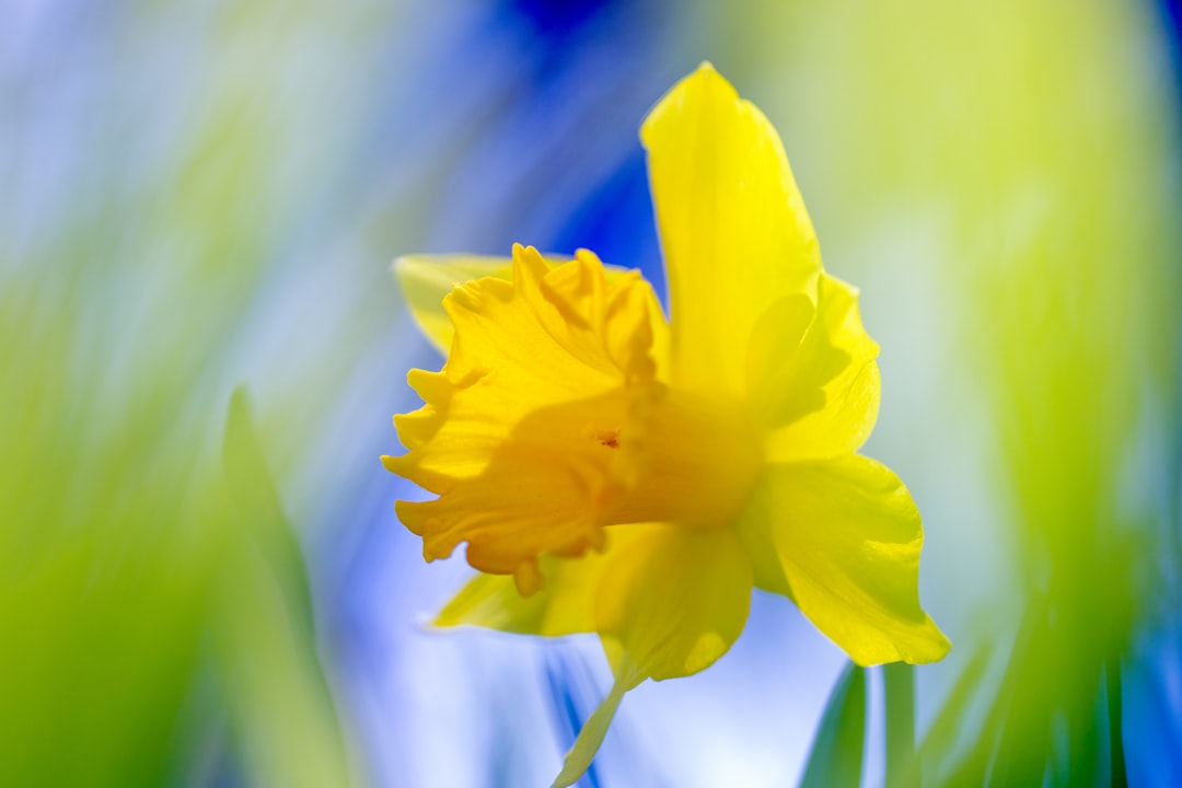 yellow flower in tilt shift lens