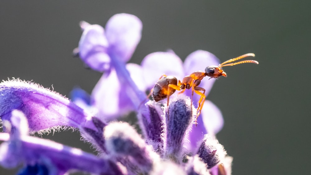 purple flower in macro lens