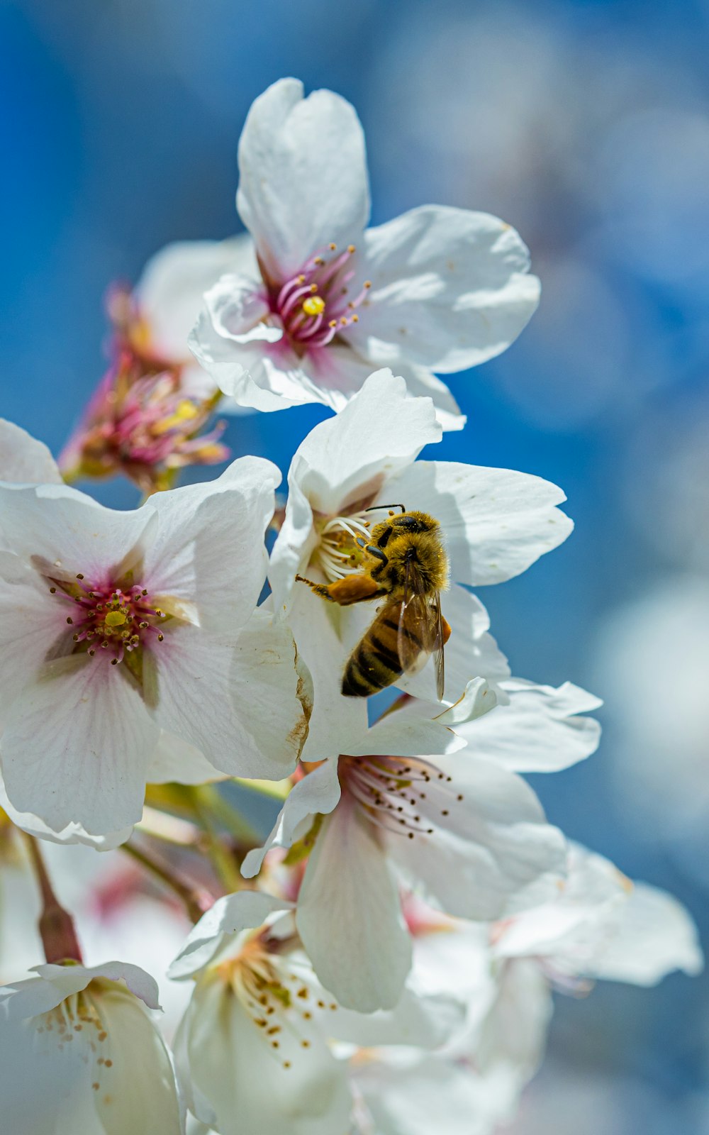낮 동안 클로즈업 촬영에서 흰 벚꽃에 앉은 꿀벌