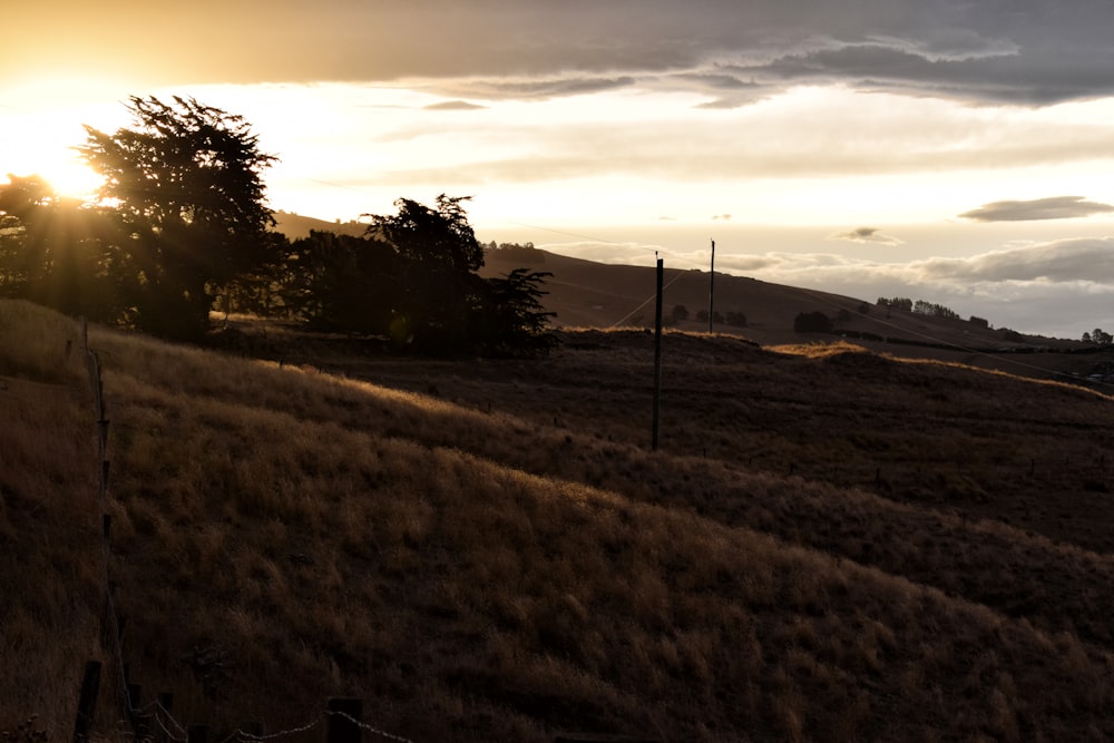 green grass field during sunset