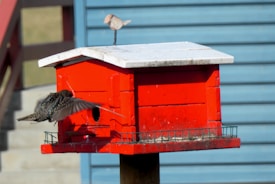 A red birdhouse with a white roof is mounted on a pole. A bird with outstretched wings appears to be flying into one of the openings on the side of the birdhouse. Another bird is perched on top of the birdhouse. The background includes a structure with horizontal blue siding and a red railing.