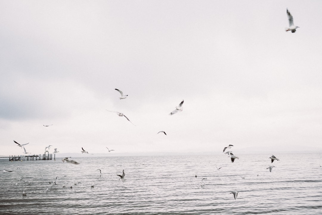 birds flying over the sea during daytime