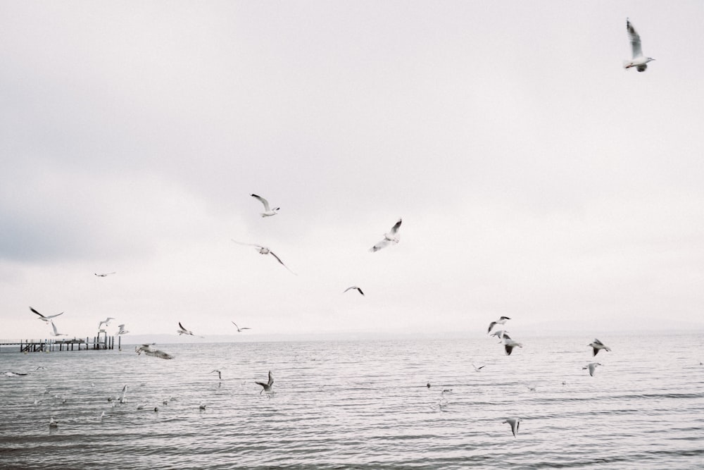 birds flying over the sea during daytime