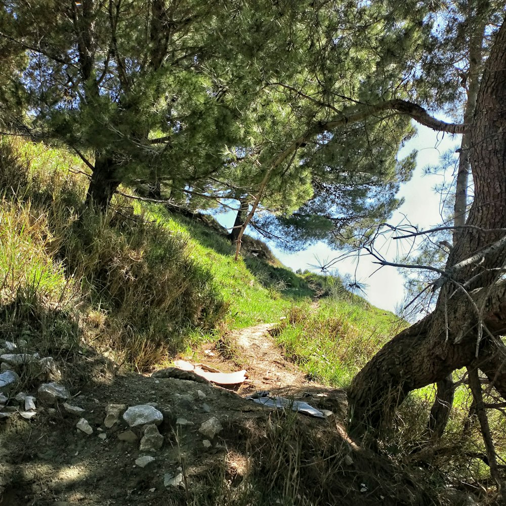 green grass and trees near lake during daytime