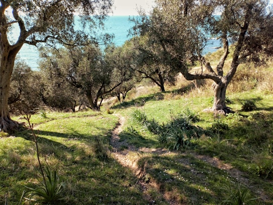 A picturesque view of an olive grove with several scattered olive trees casting shadows on the grassy terrain. In the background, a clear blue sea is visible under a bright sky, creating a serene coastal landscape. The sunlight filters through the trees, creating a peaceful and natural setting.