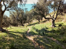 A picturesque view of an olive grove with several scattered olive trees casting shadows on the grassy terrain. In the background, a clear blue sea is visible under a bright sky, creating a serene coastal landscape. The sunlight filters through the trees, creating a peaceful and natural setting.
