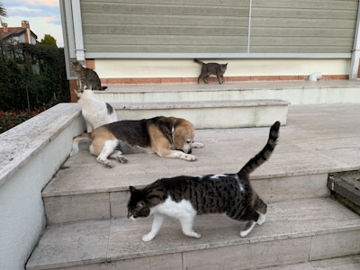Two cats lounging next to a dog.