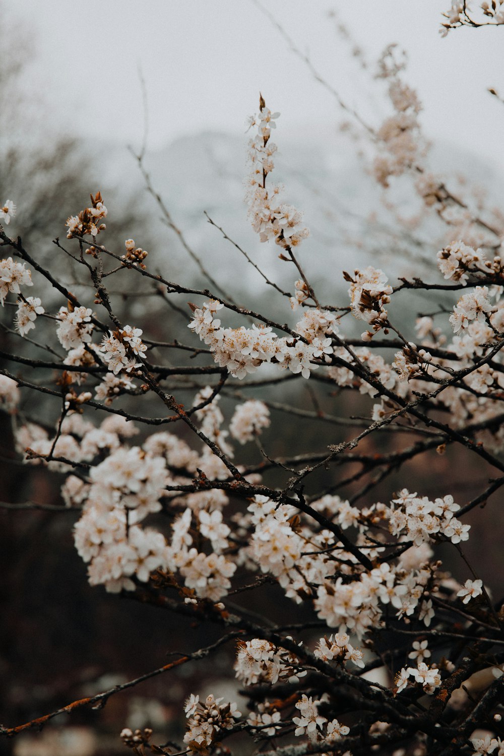 white cherry blossom in close up photography