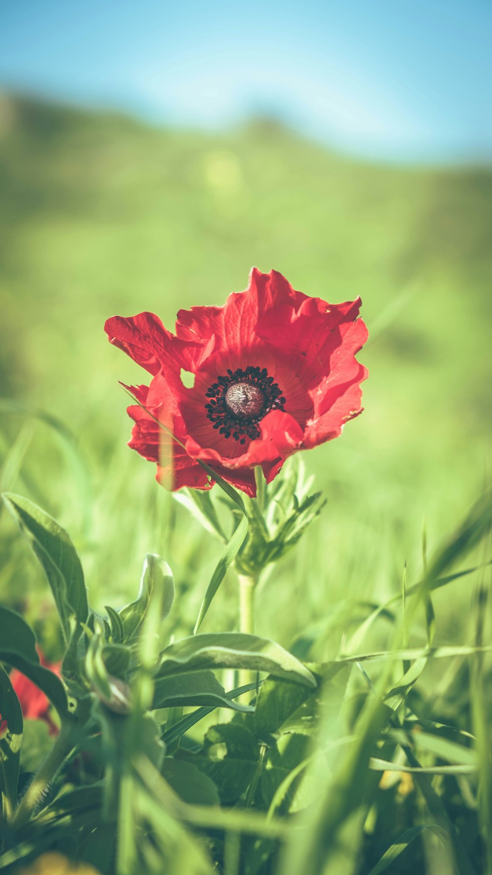 red flower in green grass during daytime