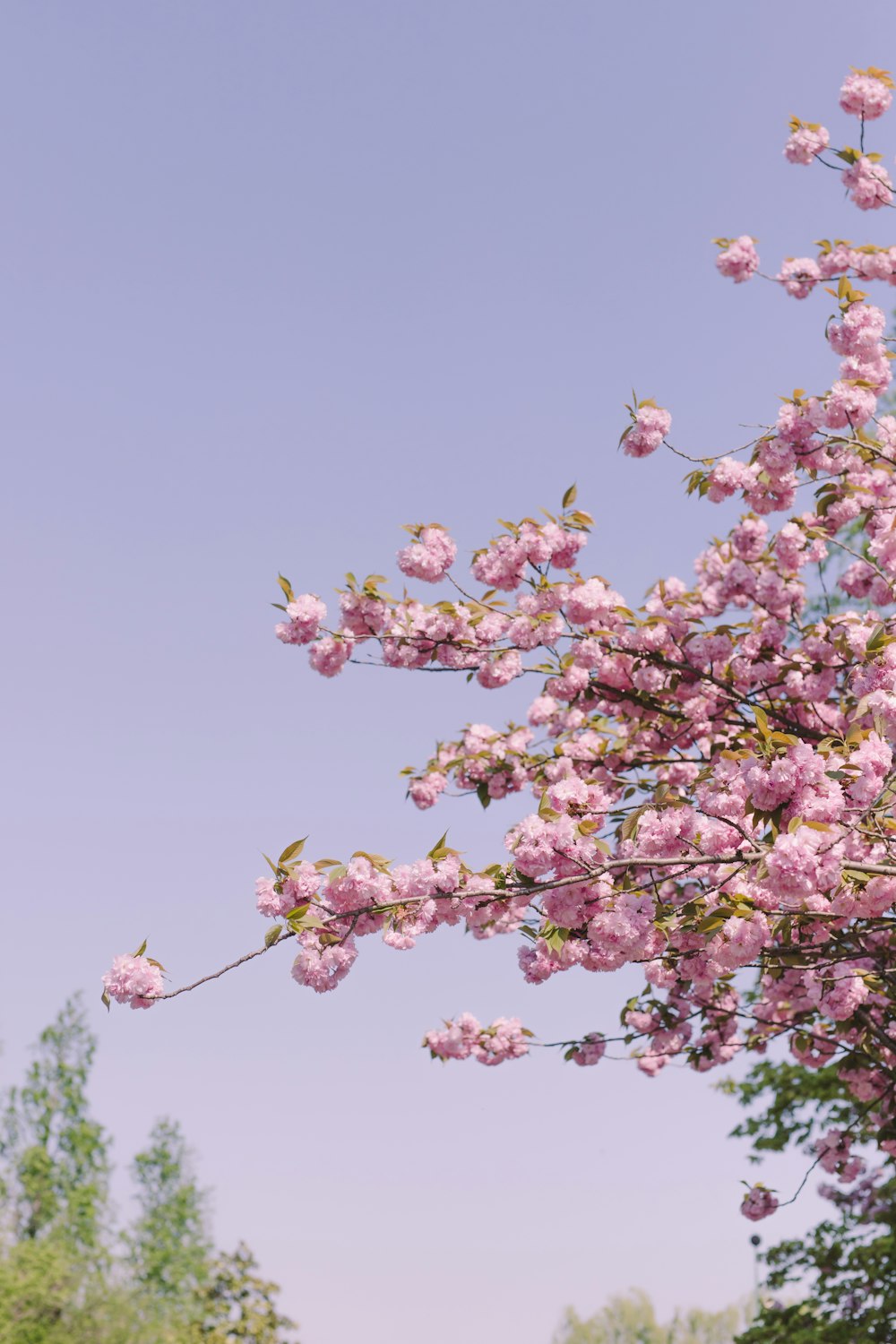 pink cherry blossom tree during daytime