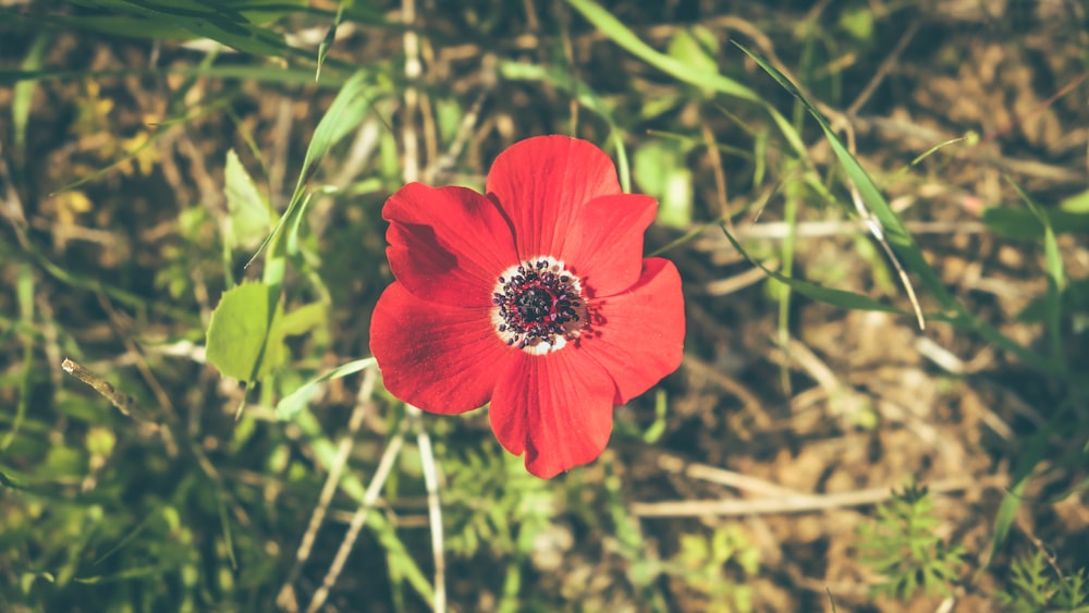 Flor roja en lente de cambio de inclinación