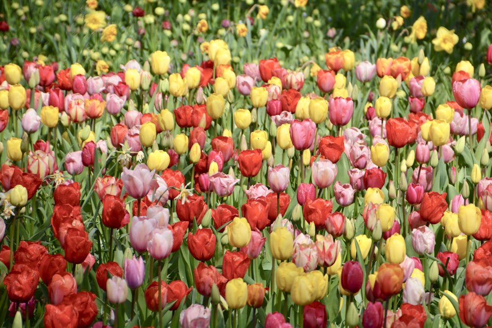 red and yellow tulips in bloom during daytime