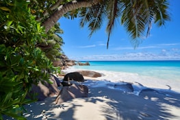 A serene beach scene with clear blue waters and palm trees, perfect for relaxation and exploration.
