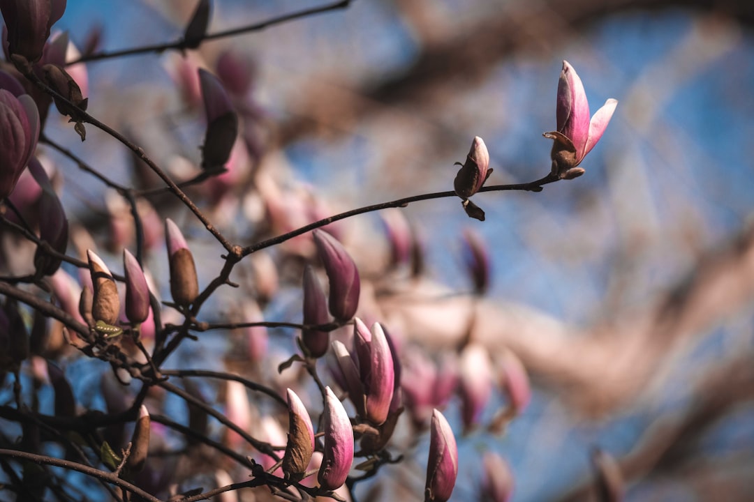 pink and brown flower buds