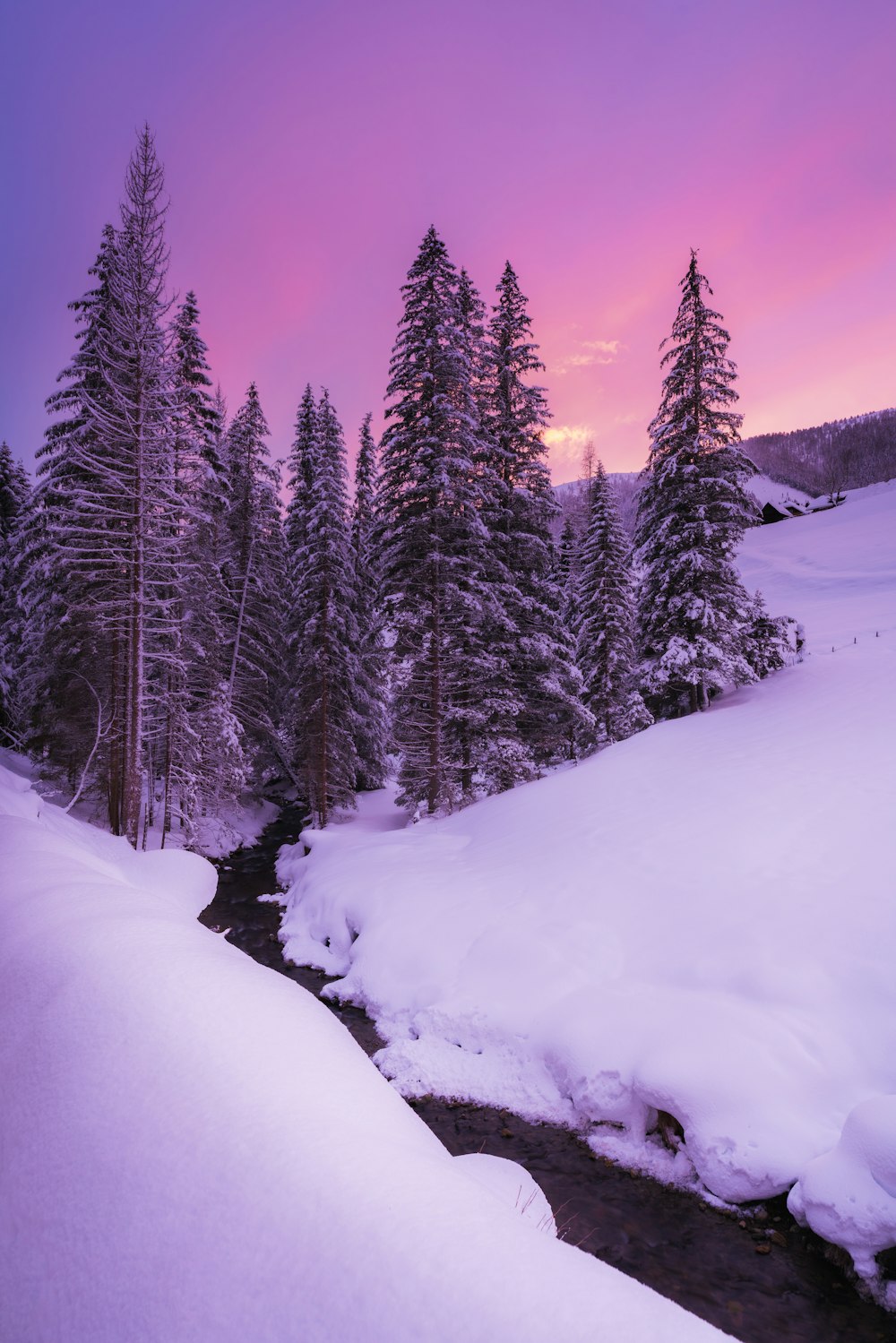 pini innevati durante il giorno