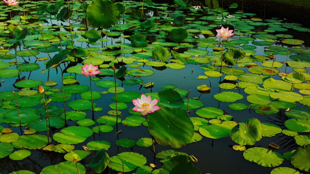 pink lotus flower on water