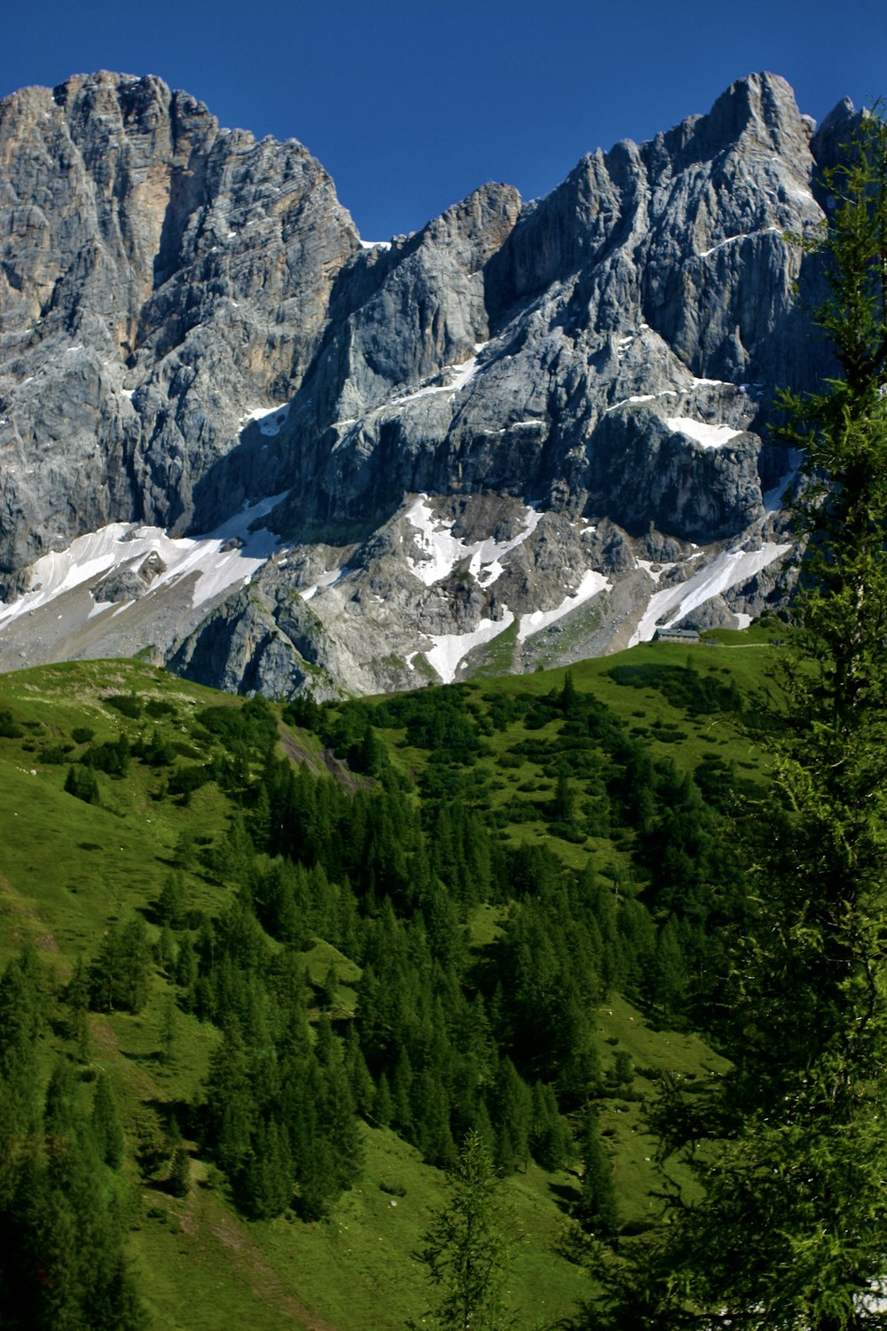 green trees on mountain during daytime