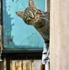 brown tabby cat on white wooden window