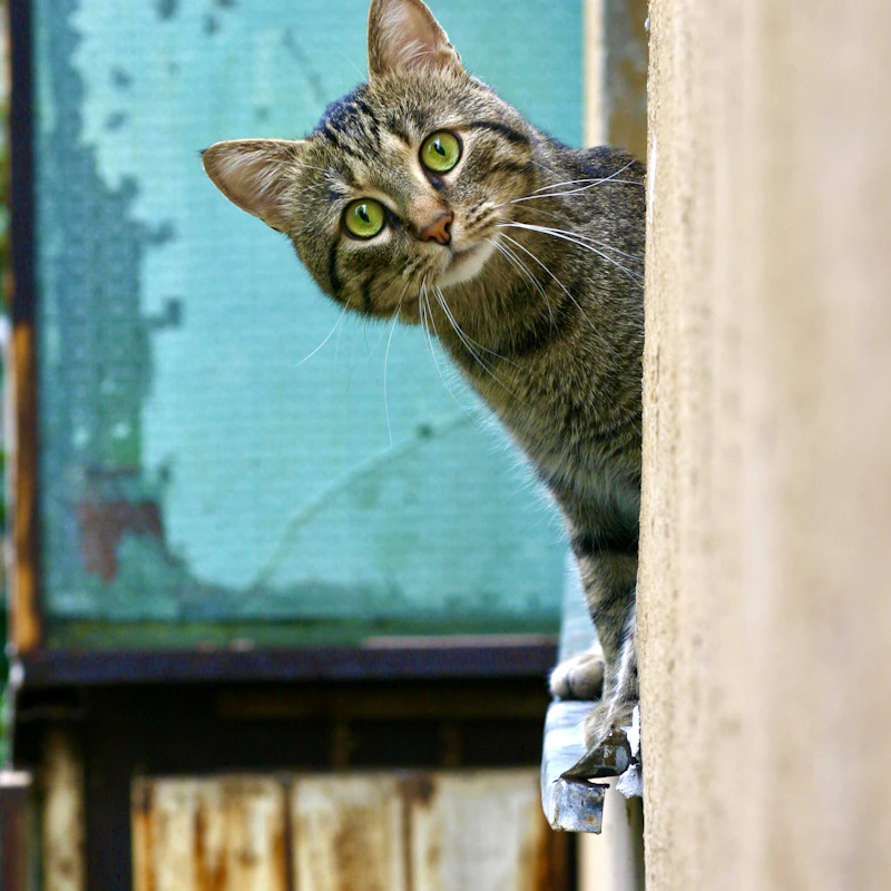 Muffin, a brown tabby cat