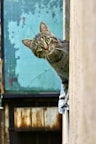 brown tabby cat on white wooden window