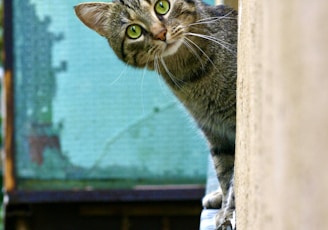 brown tabby cat on white wooden window