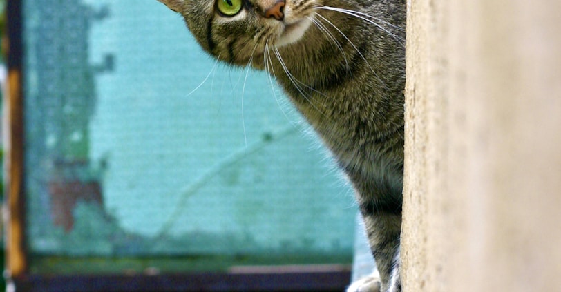 brown tabby cat on white wooden window