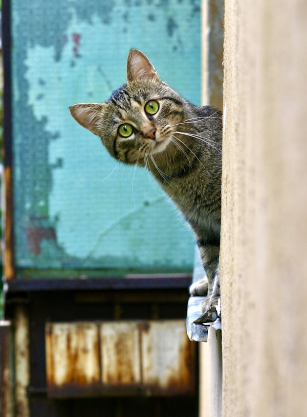 brown tabby cat on white wooden window