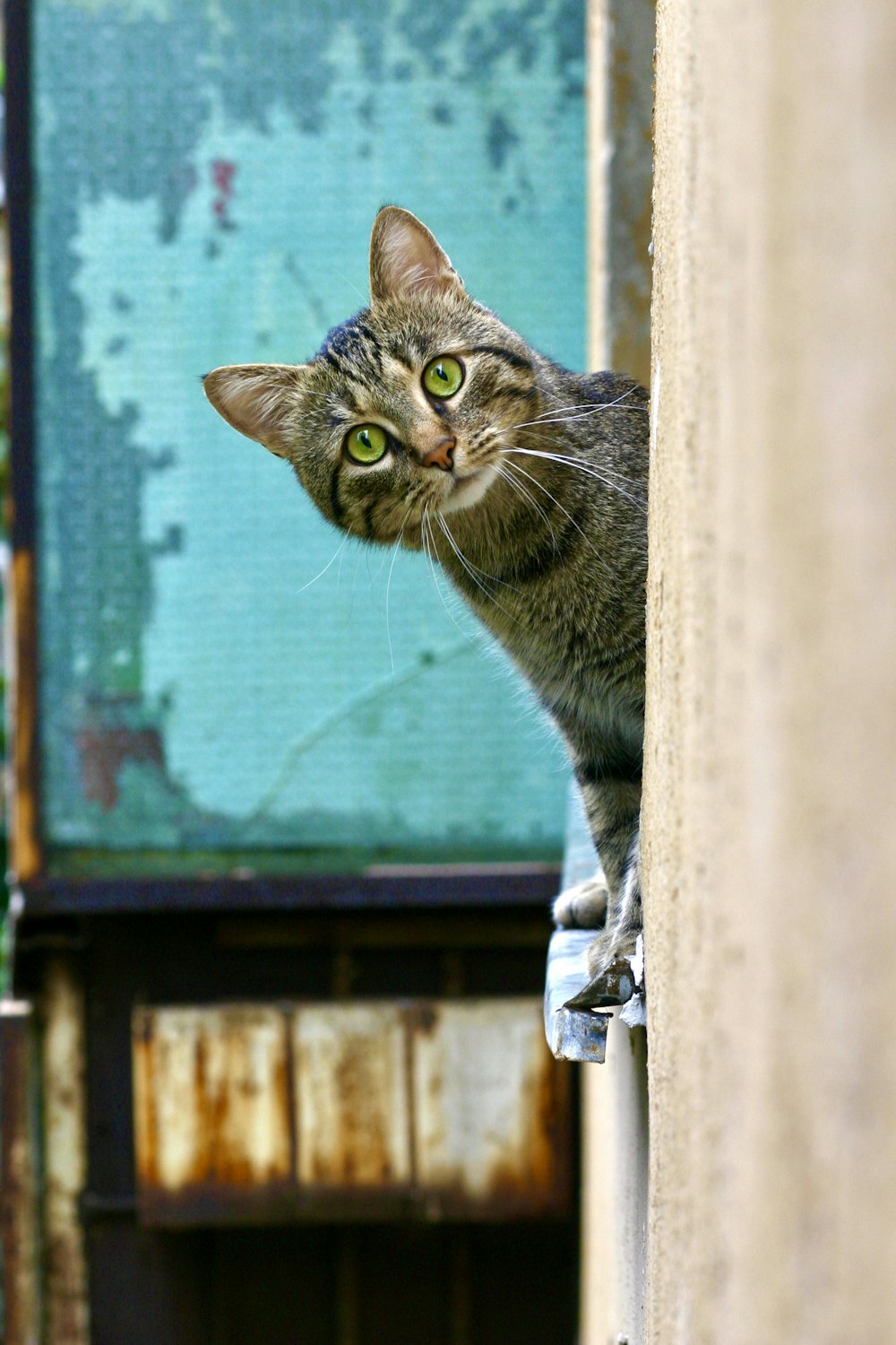 白い木製の窓に茶色のぶち猫