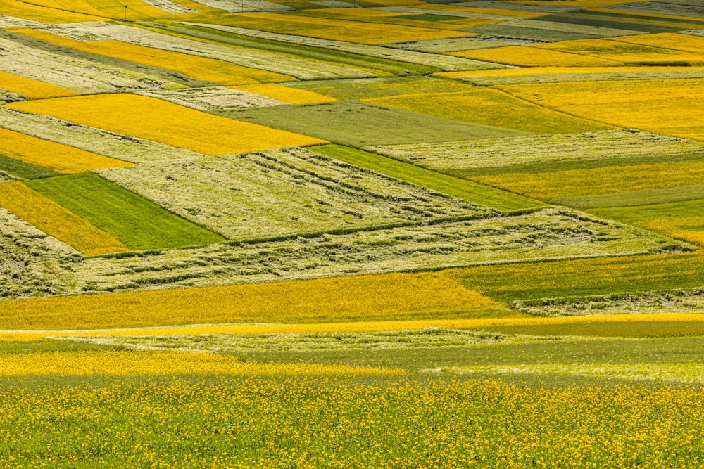 campo de grama verde durante o dia