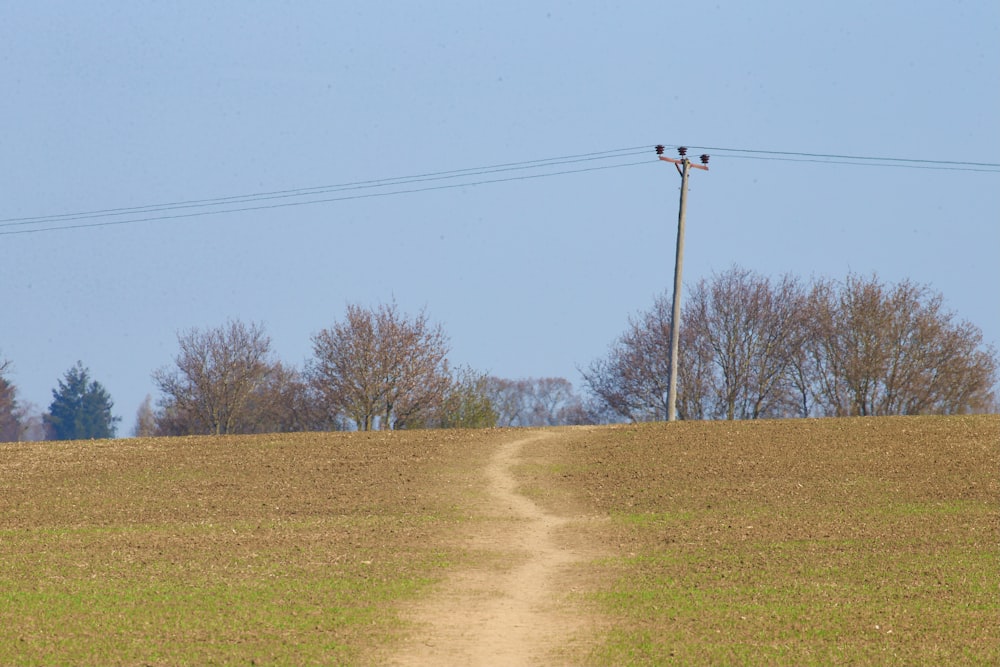 green grass field with bare trees under blue sky during daytime