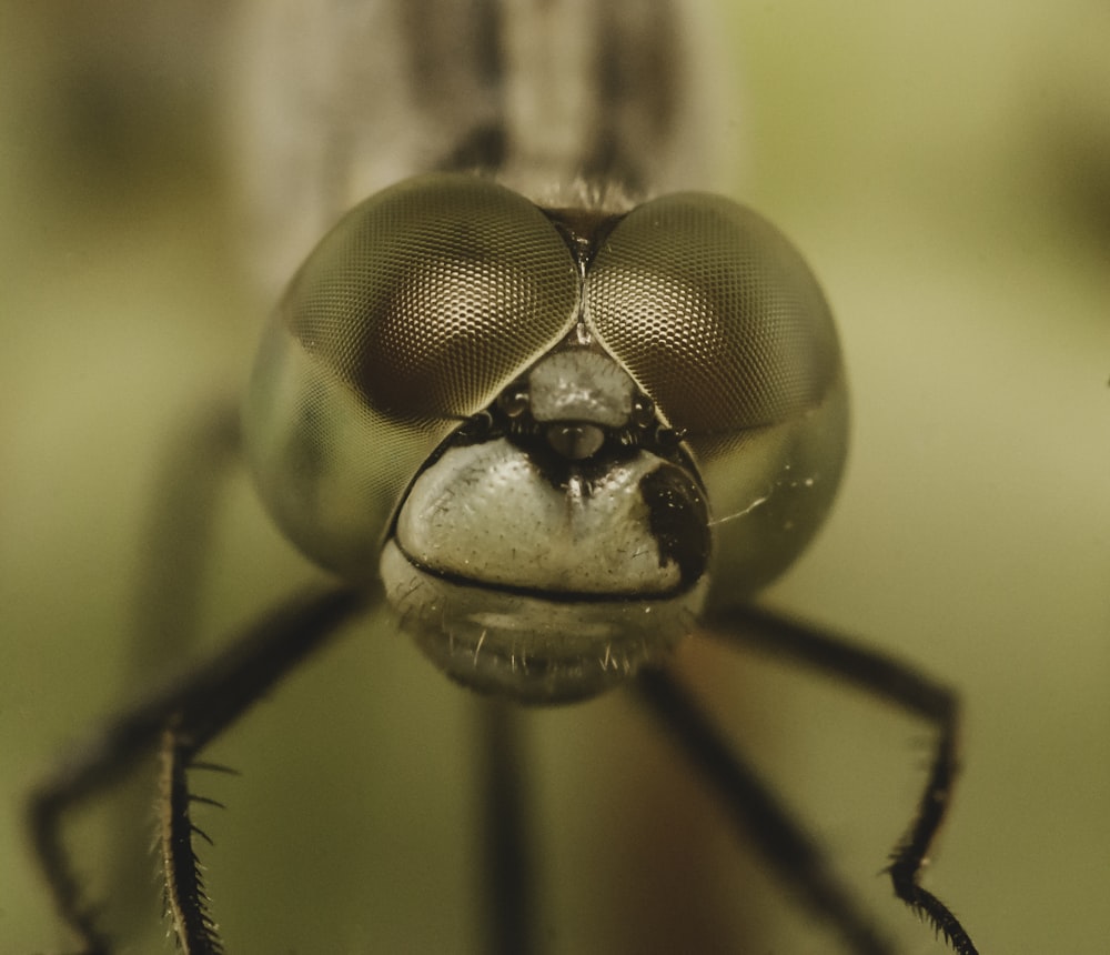 brown and black dragonfly in close up photography