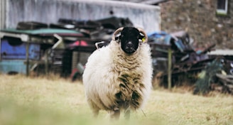 A single sheep with dark face and white wool stands in a grassy area, with a backdrop of old, rusted vehicles and a stone building. The sheep looks directly at the viewer with its ears tagged, suggesting a domestic setting.