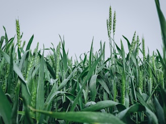 Healthy green wheat field under clear blue sky