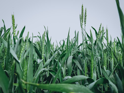 Healthy green wheat field under clear blue sky