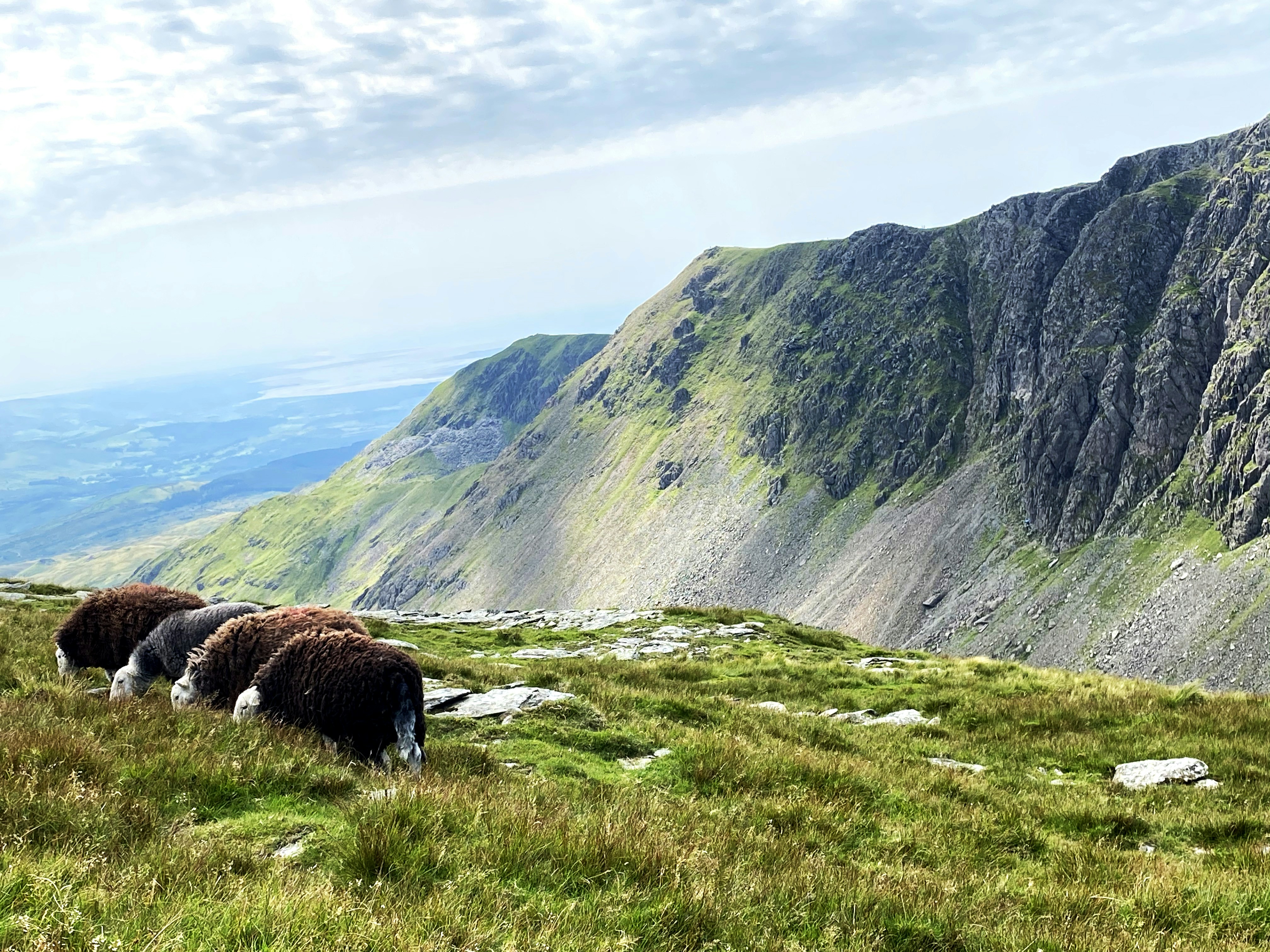 brown cow on green grass field during daytime