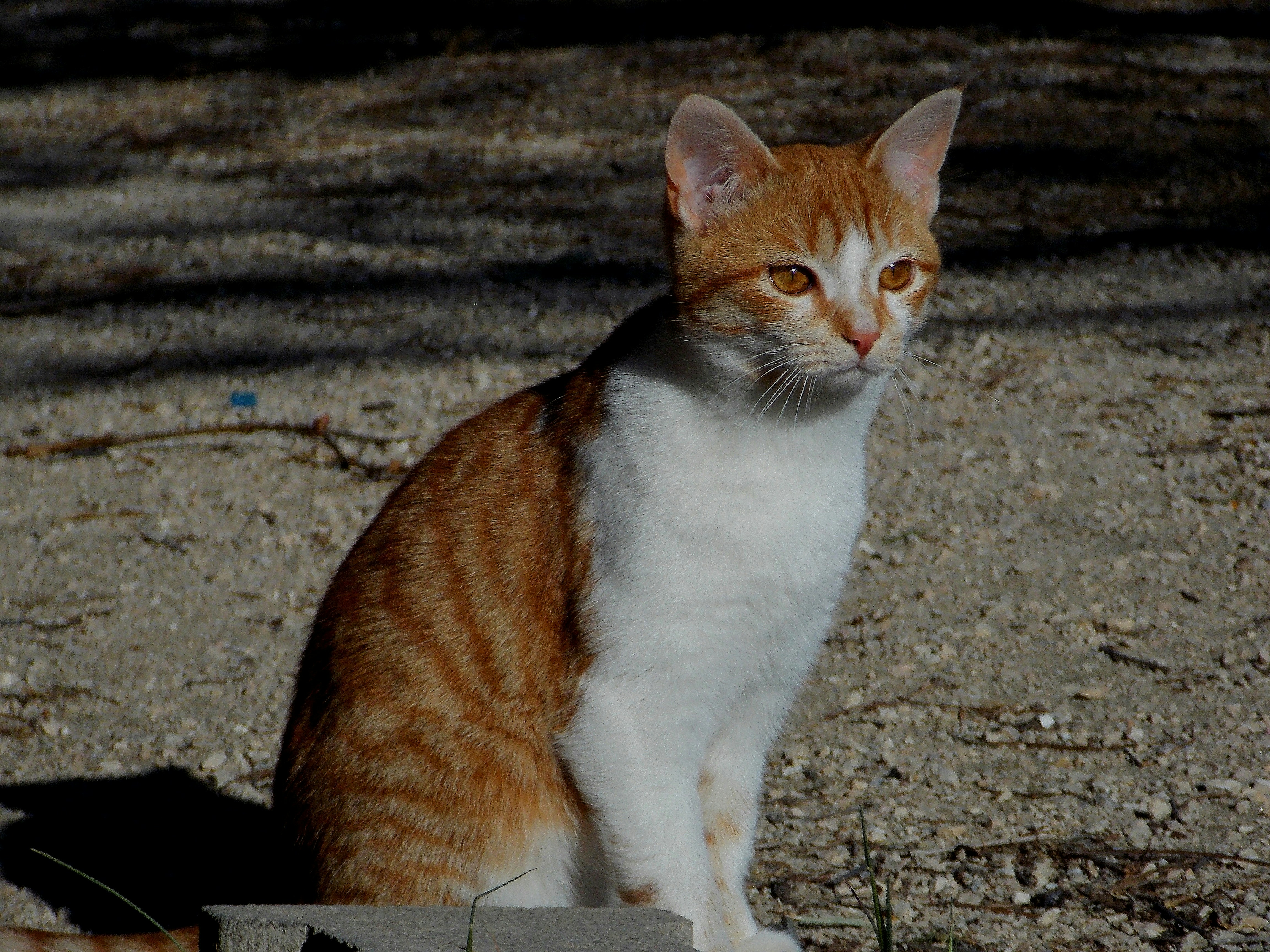 Photo by animalsandcie