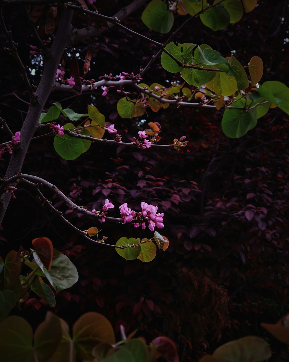 purple flower with green leaves