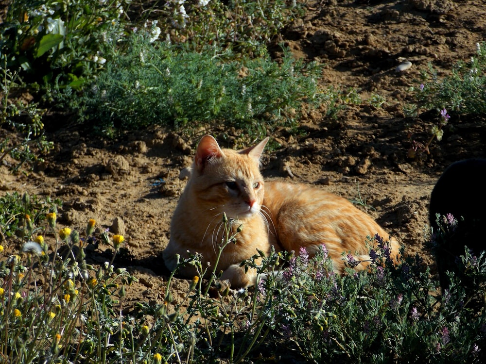 orange tabby cat lying on green grass during daytime