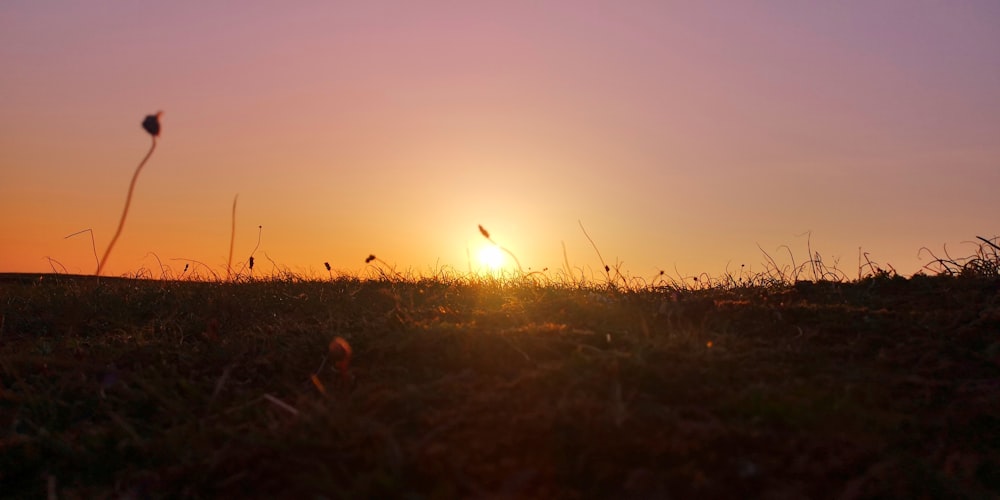 grass field during golden hour