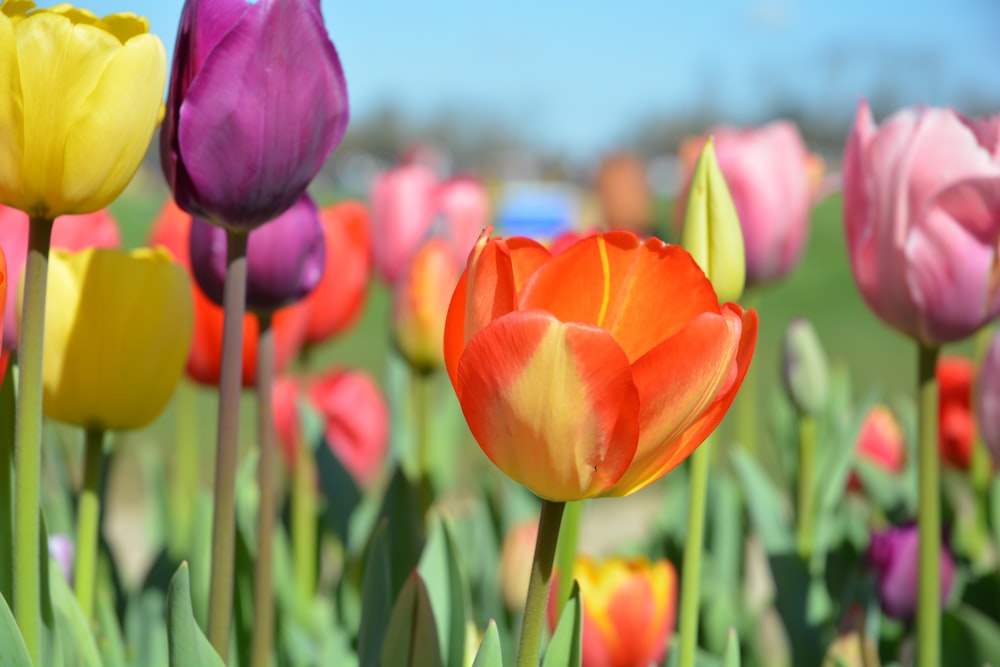 purple and orange tulips in bloom during daytime