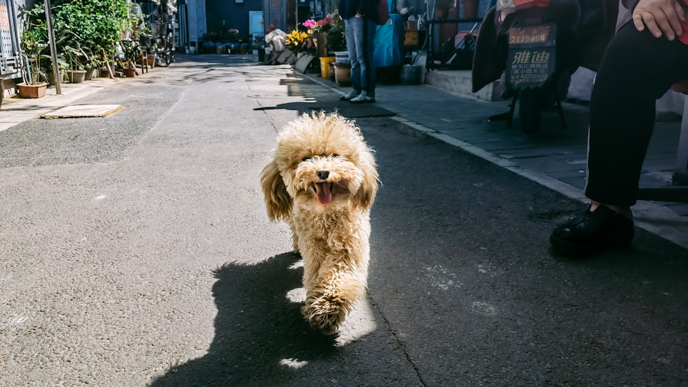 brown long coated dog on gray concrete road during daytime