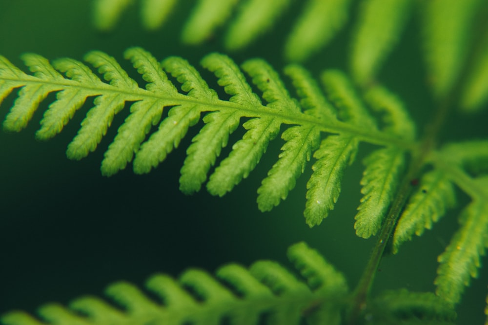 green leaf in close up photography