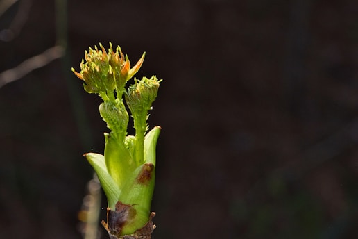 A close-up of a budding plant with fresh green shoots emerging from the stem. The young leaves are light green with some hints of orange at the tips. The background is blurred and dark, emphasizing the plant in the foreground.