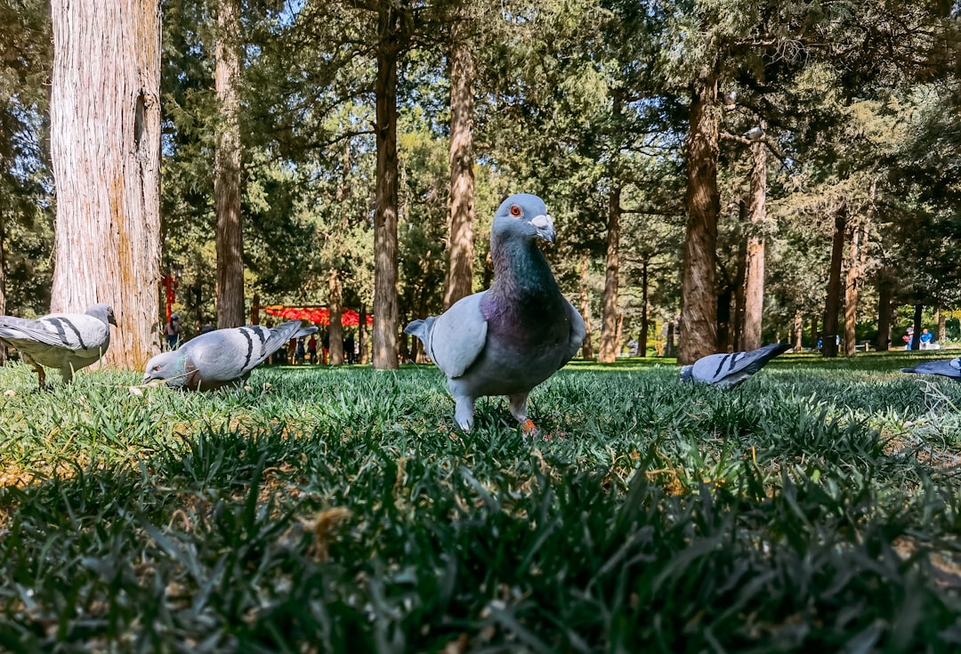 white and gray bird on green grass during daytime