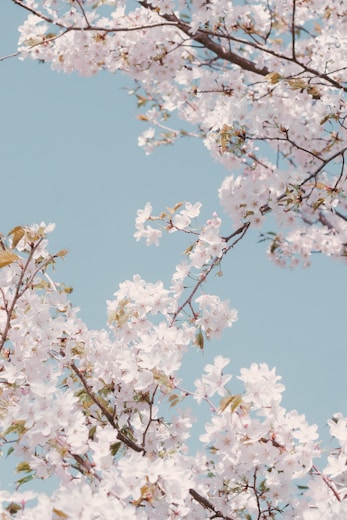 white cherry blossom under blue sky during daytime