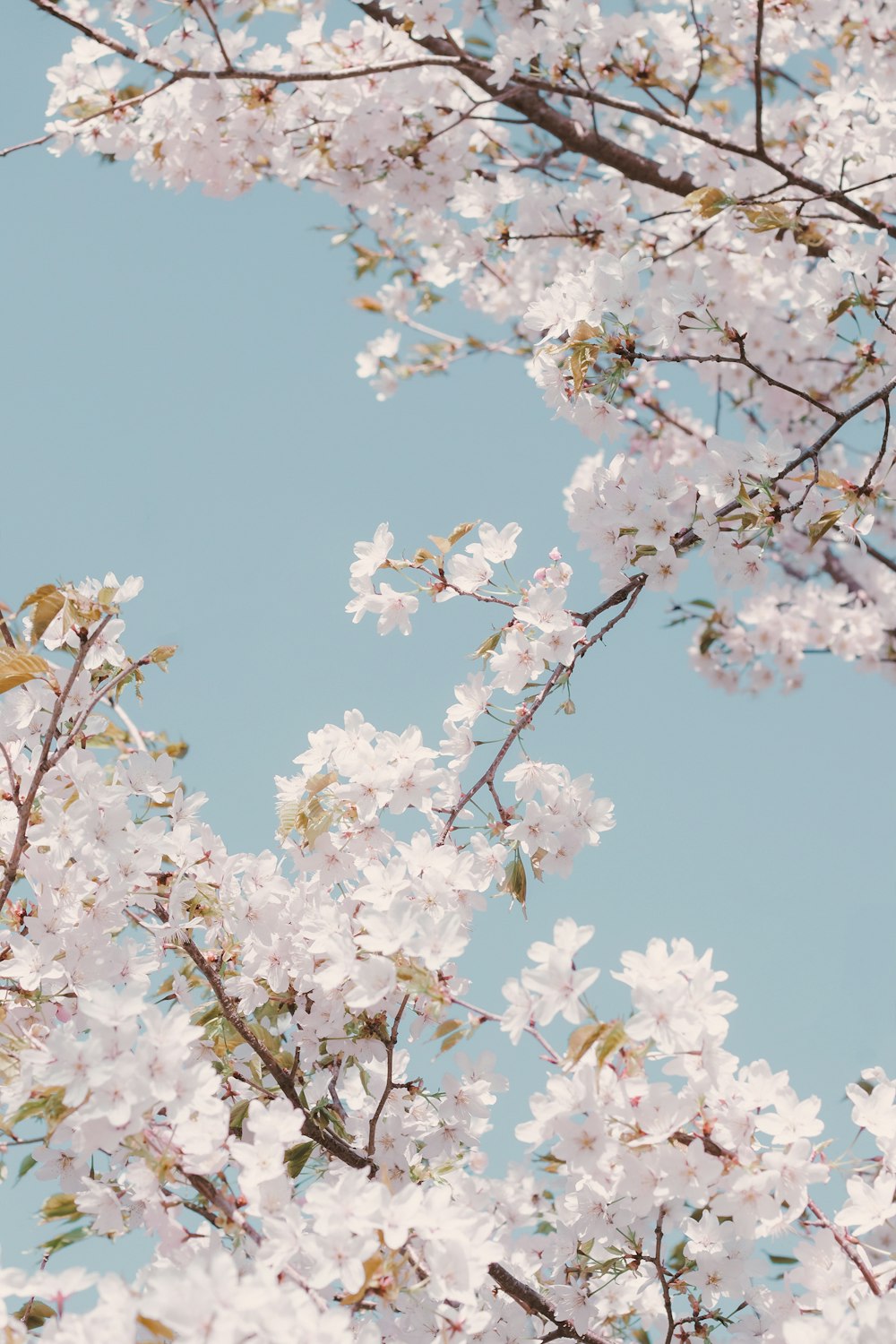 white cherry blossom under blue sky during daytime