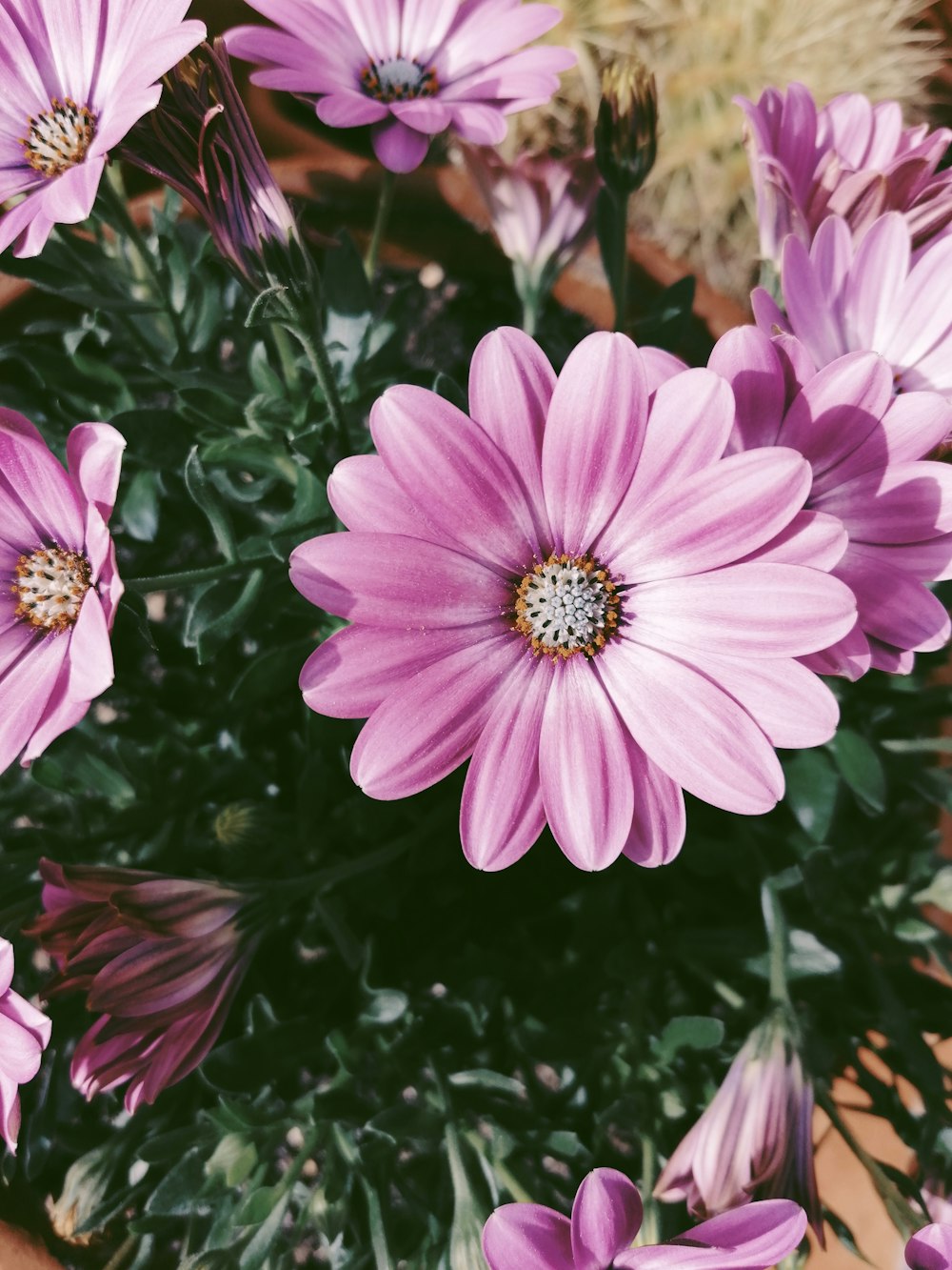 pink and white flower in close up photography