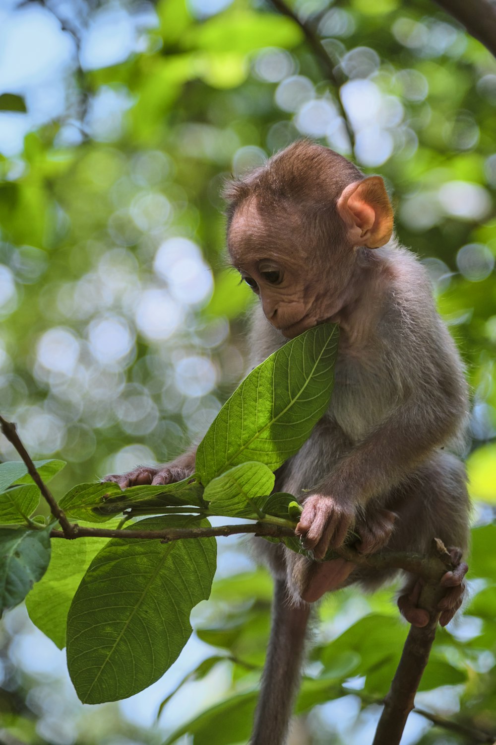 brown monkey on green leaf during daytime